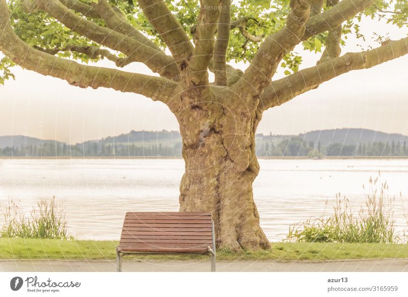 Empty lonely bench near majestical old tree at lake shore Getränk Erholung Sommer Natur Park springen Kraft ruhig silence sea Victoria & Albert Waterfront bank