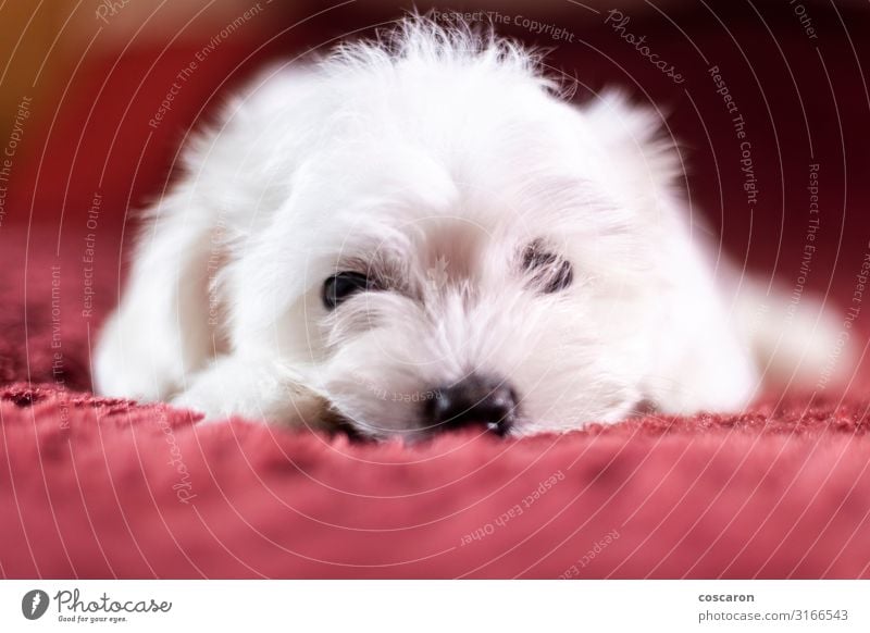 Hund weiß rot Tier klein ein lizenzfreies Stock Foto von Photocase