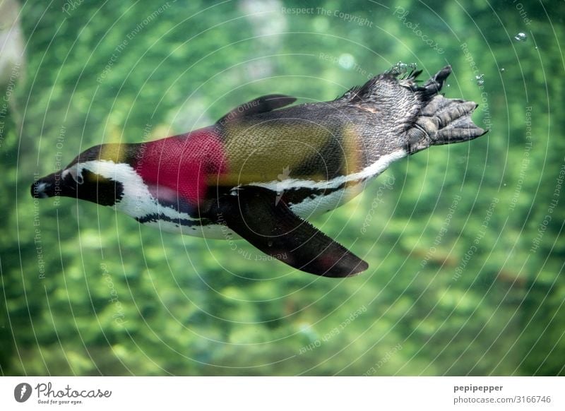 Humboldt-Pinguin Zoo Wasser Sommer Tier Wildtier Tiergesicht Flügel Fell Krallen Pfote Fährte Aquarium 1 Schwimmen & Baden tauchen grün Farbfoto Außenaufnahme