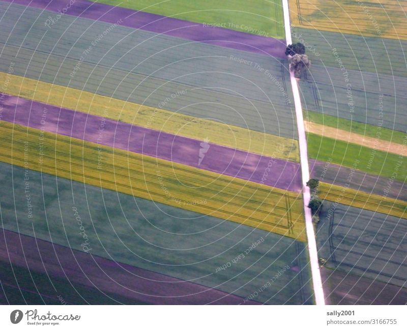 Farbkombination... in der Landwirtschaft... Feld Felder Straße gerade Parzellen Baum Vogelperspektive Flurbereinigung bunt Farbe rechteckig Feldweg abgezirkelt