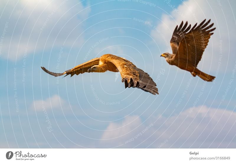 Großer Braungeier und ein fliegender Adler Gesicht Natur Tier Himmel Wolken Vogel natürlich wild braun schwarz weiß Tierwelt Geier Milan Landen Flügel