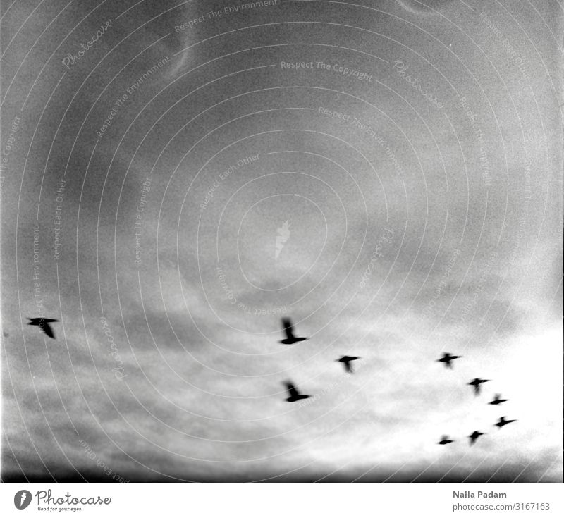 In der Luft Tier Himmel Wolken Vogel Gans Tiergruppe fliegen Ferien & Urlaub & Reisen Zusammensein Geschwindigkeit grau schwarz Kommunizieren Leichtigkeit