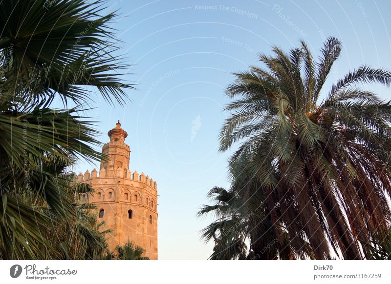 Torre del Oro in Sevilla zwischen Palmen Ferien & Urlaub & Reisen Sightseeing Städtereise Sommer Architektur Schönes Wetter Pflanze Baum Park Andalusien Spanien