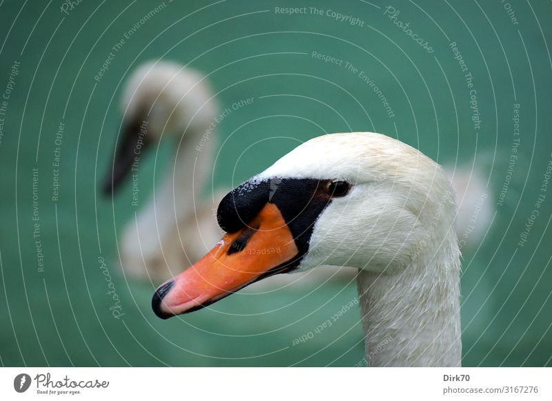 Schwanenporträt Ferien & Urlaub & Reisen Wasser Park Teich See Bach Palma de Mallorca Tier Wildtier Vogel Tiergesicht Höckerschwan Wasservogel Schnabel Kopf 2