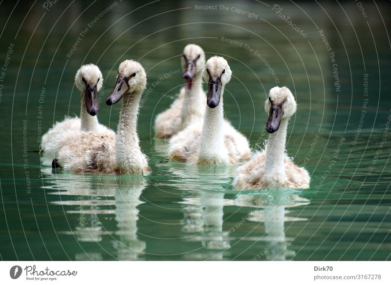 Schwanenbande Umwelt Natur Wasser Park Teich See Bach Palma de Mallorca Spanien Balearen Tier Wildtier Vogel Höckerschwan Jungvogel Tiergruppe Tierjunges