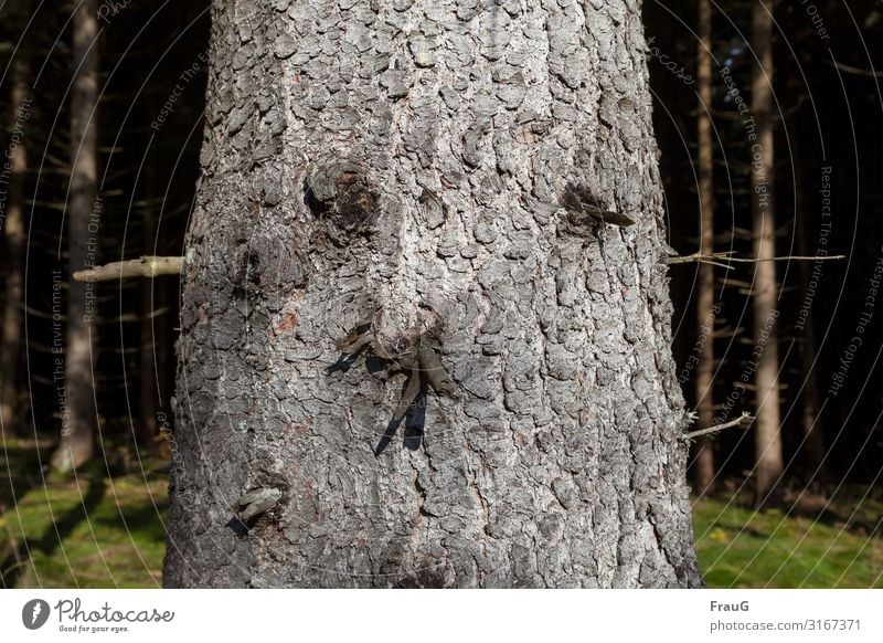 Baumgesicht | objektiv Baumstamm Holz Fichte Rinde Baumrinde Gesicht Zweige u. Äste Wald Natur Pflanze Umwelt Herbst