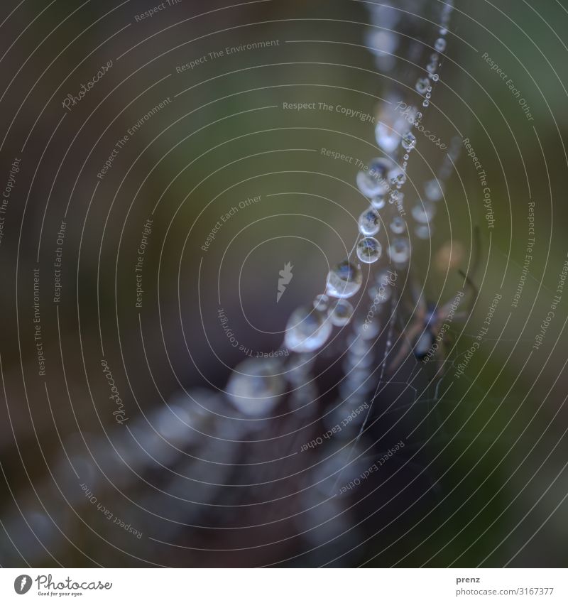 Taupunkt Umwelt Natur Tier Wasser Wassertropfen Sommer Herbst Wetter 1 grün Spinne Spinnennetz Farbfoto Außenaufnahme Experiment Menschenleer Textfreiraum links
