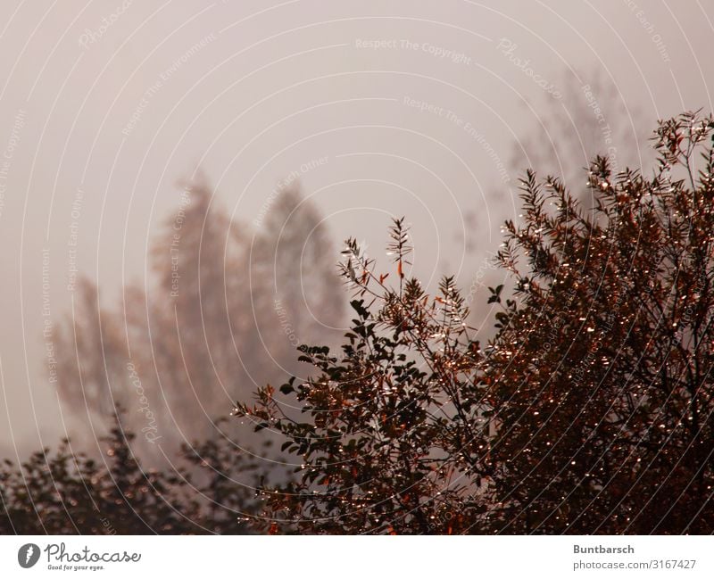 Herbst 3D Umwelt Natur Landschaft Pflanze Urelemente Luft Wasser Wassertropfen Sonnenlicht Wetter Nebel Sträucher Wildpflanze dunkel glänzend natürlich braun