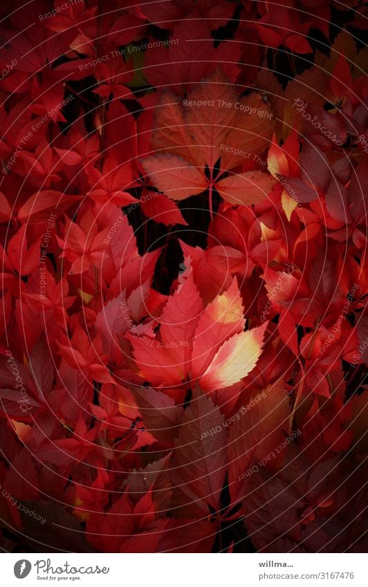 Wilder Wein in roter Herbstfärbung Blatt Kletterpflanzen Hecke herbstlich Jungfernrebe Blätter dekorativ