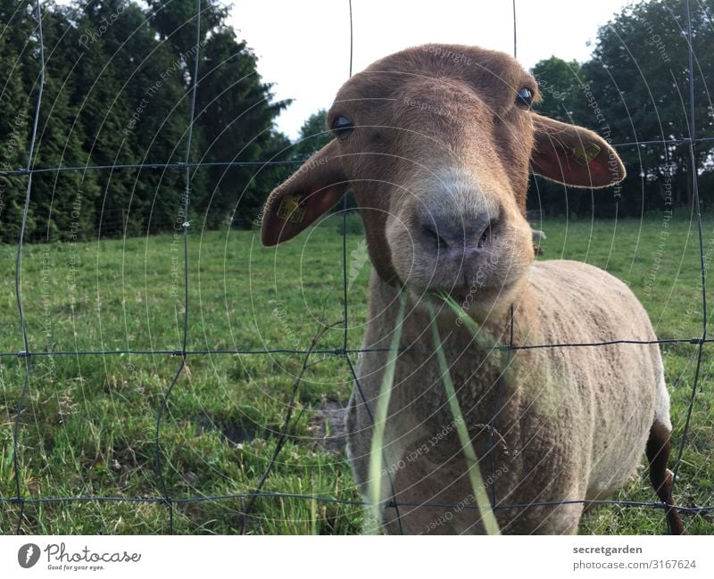 Fressen und gefressen werden... Schaf Nutztier Wiese Gras Weide Zaun Nase Maul Blick süß Tier Außenaufnahme Natur Menschenleer Tierporträt grün Wolle Landschaft