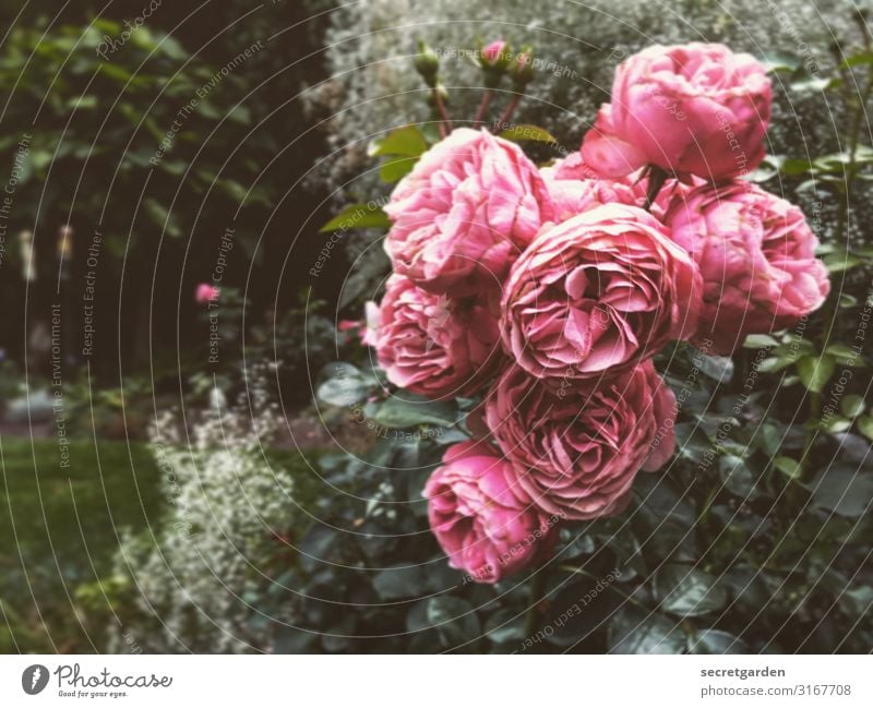 Rosa Grüße zum Vatertag. analog Rosen Rosenblüte Rosengewächse Rosengarten Garten Strauchrose strauch rosa Blüte volle Blüte blütenpracht Sommer sommerlich grün