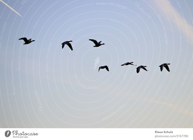 Kanadagänsen im Flug Kanadagans Gänse Wildgans Graugans Nilgans fliegen Schwimmende Natur Vogelwelt Wildleben Schwingen flügel federn