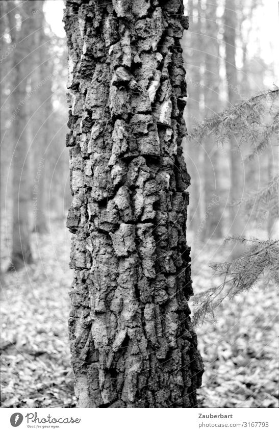 Baumstamm Natur Baumstruktur Baumrinde Wald alt stehen Wachstum authentisch natürlich stark grau schwarz Tapferkeit Kraft Verlässlichkeit ruhig Ehrlichkeit