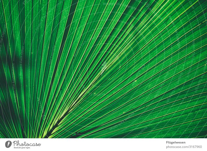 Schattenspiele Blatt Blätter grün hellgrün Pflanze Lichterscheinung Stängel Sonne Vergrößerung Gewächs Palme Palmenblatt Schilf Fächer