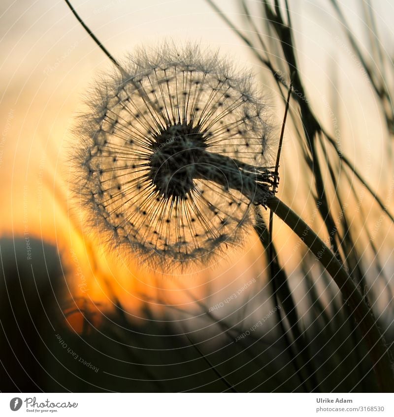 Löwenzahn - Pusteblume im warmen Licht bei Sonnenuntergang harmonisch Zufriedenheit Wohlgefühl Erholung ruhig Meditation Trauerkarte Spa Postkarte Trauerfeier