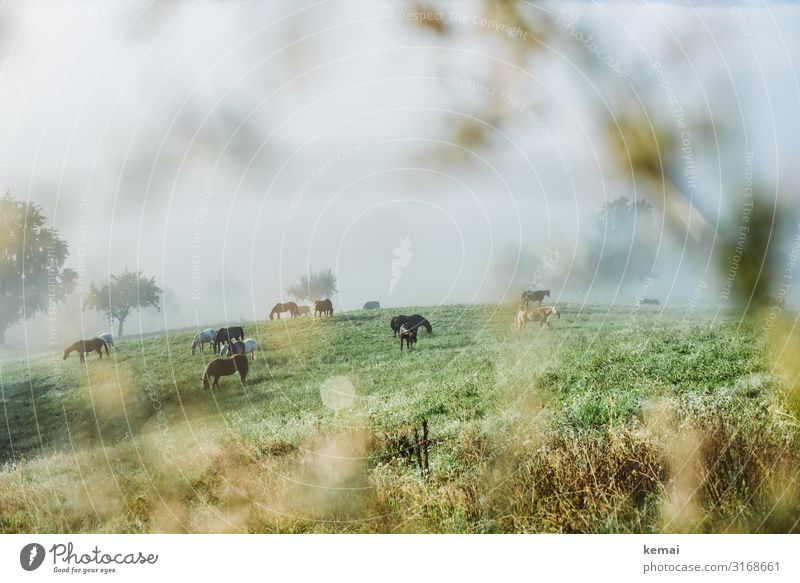 Pferde auf der Weide am frühen Morgen Landschaft Landleben ländlich Idylle Koppel Wiese morgens Frühnebel Morgennebel grün viele Herde Natur Feld Tier