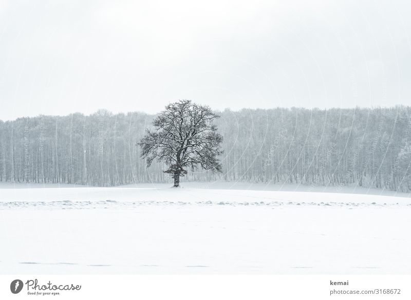Ein Baum harmonisch Wohlgefühl Sinnesorgane Erholung ruhig Ausflug Ferne Freiheit Winter Schnee Winterurlaub wandern Natur Landschaft Pflanze Eis Frost Wald