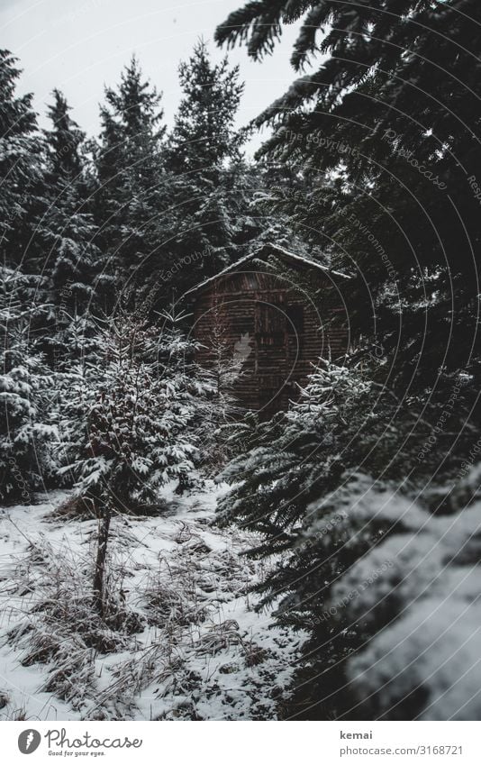 Winterlich harmonisch Wohlgefühl Zufriedenheit Erholung ruhig Freizeit & Hobby Ausflug Abenteuer Freiheit Natur Landschaft Pflanze Himmel Wetter Eis Frost