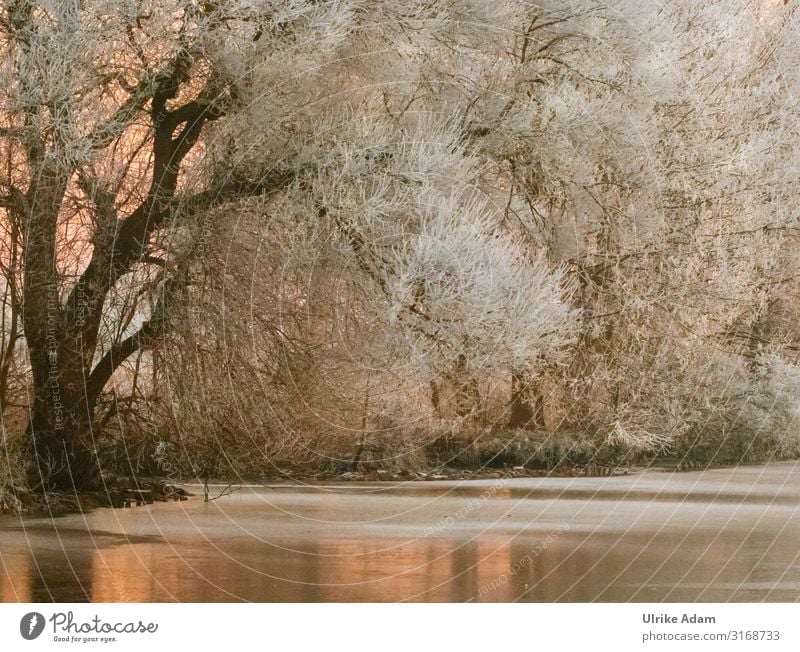 Wintertraum Schnee Tapete Postkarte Trauerkarte Feste & Feiern Weihnachten & Advent Trauerfeier Beerdigung Natur Pflanze Eis Frost Baum Flussufer