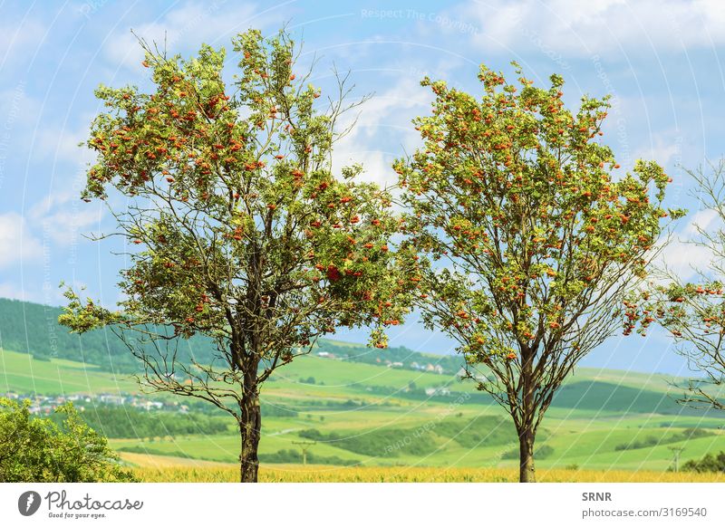 Bergasche Frucht Umwelt Landschaft Pflanze Baum natürlich arkadisch ökologisch Ökosystem Europa Eberesche Kernobst reif Vogelbeere ländlich ländlicher Raum