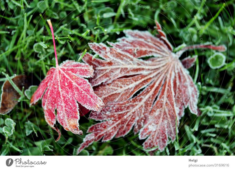 mit Raureif bedeckte rote Ahornblätter liegen auf einer Wiese Umwelt Natur Pflanze Herbst Winter Eis Frost Gras Blatt Ahornblatt Blattadern Garten alt frieren