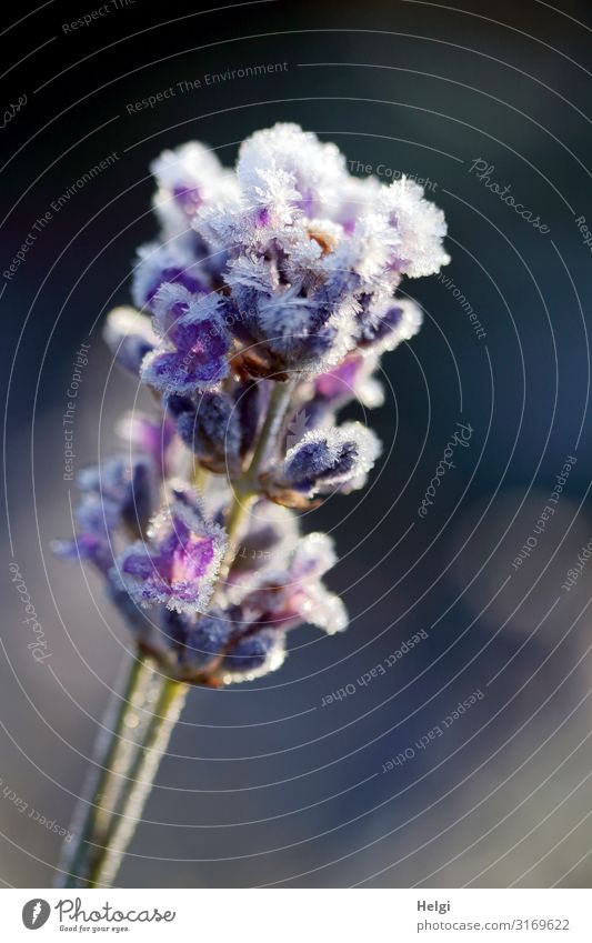 Nahaufnahme einer lilafarbenen Lavendelblüte, besetzt mit Eiskristallen Umwelt Natur Pflanze Herbst Winter Schönes Wetter Frost Blume Blüte Stengel Park Blühend