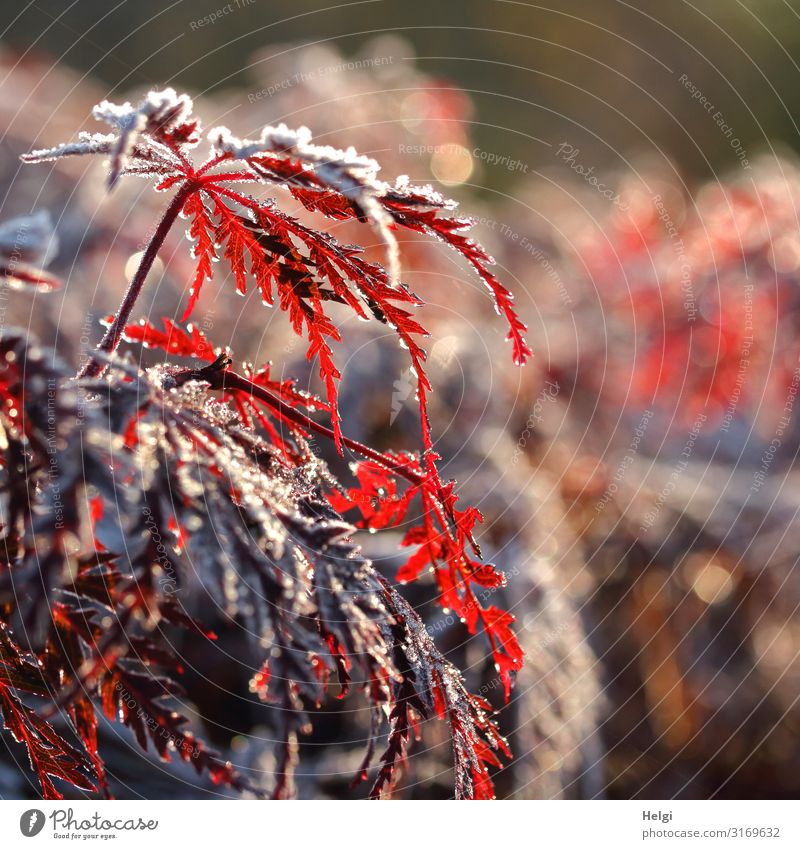rote  Ahornblättern an Zweigen bedeckt mit Raureif im Gegenlicht mit Bokeh Umwelt Natur Pflanze Herbst Winter Eis Frost Baum Blatt Ahornblatt Park glänzend