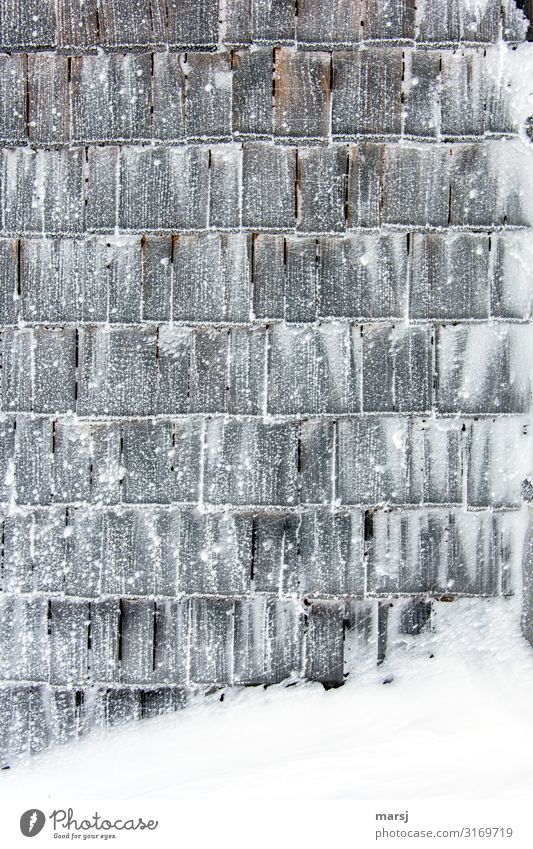 Angezuckerte Schindeln Winter Eis Frost Schnee Mauer Wand Holzwand Dachziegel Schindelwand außergewöhnlich dunkel eckig Zusammensein einzigartig kalt gefroren