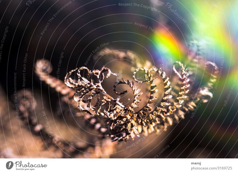 Sich kringelnder, trockener Farn mit bunten Lichteffekten Wildpflanze Herbst gedreht Spirale Lichtbrechung Traurigkeit Herbstgold leuchten Spinnenfäden