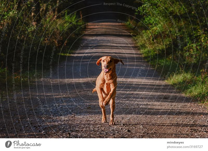 Ein junger Labrador rennt auf uns zu Umwelt Natur Herbst Baum Sträucher Wald Wege & Pfade Tier Haustier Hund gebrauchen Bewegung rennen sportlich blond frisch