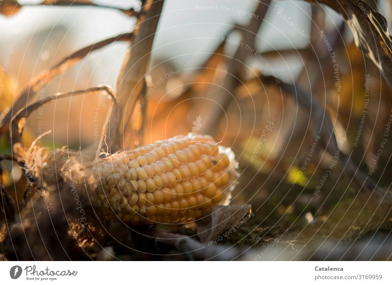 Weltschmerz | Lebensmittelverschwendung ; Maiskolben liegt auf der Erde Gemüse Natur Pflanze Himmel Herbst Blatt Nutzpflanze Maisfeld Feld verblüht dehydrieren
