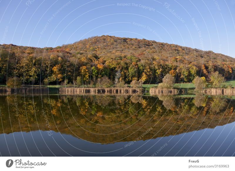 Herbstwald- Spiegelung Wald Mischwald Herbstfärbung Herbstlaub bunt herbstlich Natur See Wasser Spiegelung im Wasser Landschaft Menschenleer Schönes Wetter