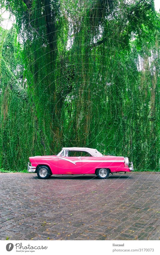 Rosa Almendron in einem Park , Havanna - Kuba Lifestyle Leben Ferien & Urlaub & Reisen Tourismus Ausflug Insel Garten Natur Landschaft Pflanze Baum Verkehr