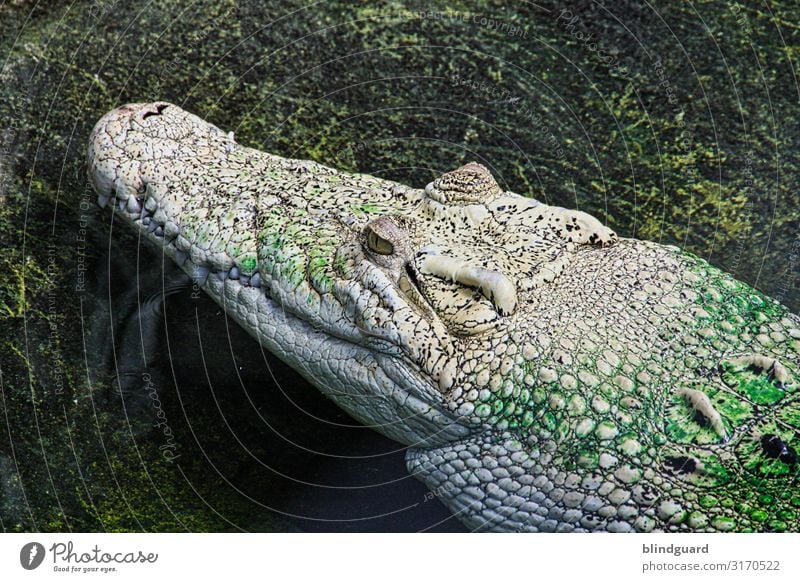 Das gemeine Krikodol schwimmt nicht wie vermutet hier am Pol vielmehr in warmen feuchten Ländern sieht man es gern am Wasser schlendern Alligator Krokodil Nil
