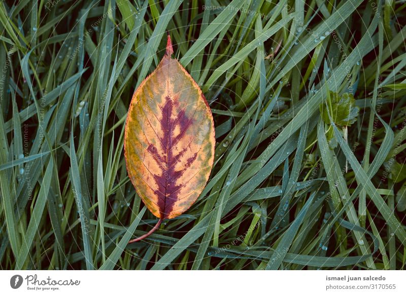 gelbes Baumblatt im Herbst in der Natur Blatt Einsamkeit Isoliert (Position) vereinzelt Boden natürlich Außenaufnahme Hintergrund neutral Konsistenz