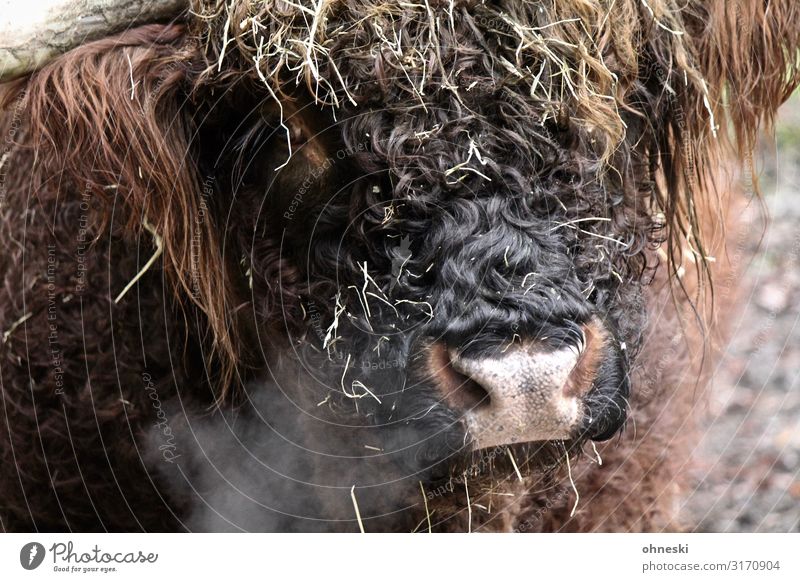 Hochlandrind atmet aus Luft Tier Nutztier Kuh Schottisches Hochlandrind Rind Bulle 1 kalt nachhaltig atmen Atem Viehzucht Tierzucht Farbfoto Außenaufnahme