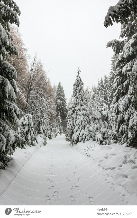 Winter mit Schnee im Thüringer Wald bei Oberhof Ferien & Urlaub & Reisen Winterurlaub Berge u. Gebirge wandern Wintersport Natur Landschaft Baum Wege & Pfade