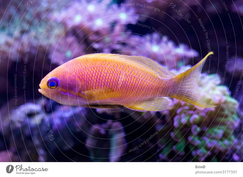 Leuchtend rosa und gelber Anthias Tropenfisch mit Korallen schön Gesicht Freizeit & Hobby Haus Natur Tier Haustier Aquarium lustig niedlich Farbe