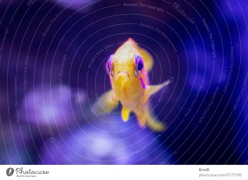 Nahaufnahme des blauäugigen Anthias Tropenfischgesichts als erstes schön Gesicht Freizeit & Hobby Haus Natur Tier Haustier Aquarium lustig niedlich gelb rosa