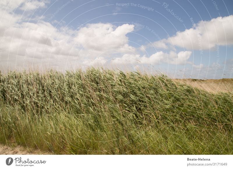 Ganz schön grün 5 Hügel Gras Wind Himmel blau Busch