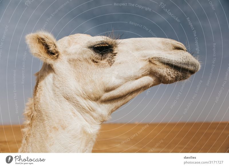 Profilansicht eines weißen Kamelkopfes in der Wüste Ferien & Urlaub & Reisen Tourismus Ausflug Abenteuer Safari Sommer Kunst Natur Landschaft Tier Sand Himmel