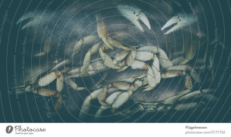 Krosse Krabbe Krebstier Muschel Schalenweichtier Fisch Sealife Schere gepanzert Wasser Essen zubereiten kochen & garen Fischgeschäft Fischer Angler Angeln