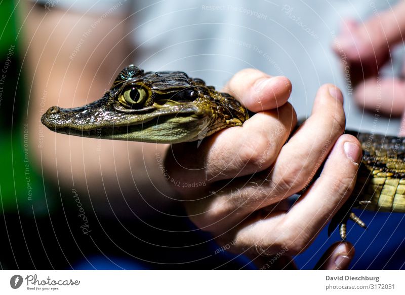 Gut festhalten! Ferien & Urlaub & Reisen Abenteuer Expedition Hand Wildtier 1 Tier Angst Todesangst Krokodil gefangen gefährlich Brasilien Amazonas Jäger