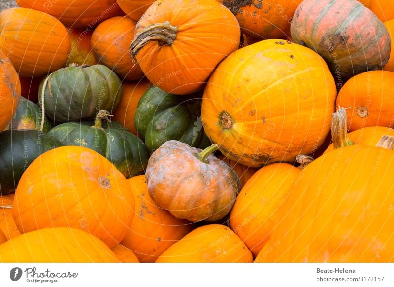 Herbstzeit ist Kürbiszeit Wetter Kälte Kürbissuppe Wärme Leckerei Gesundheit Ernährung Gemüse Lebensmittel Vegetarische Ernährung Gesunde Ernährung Suppe
