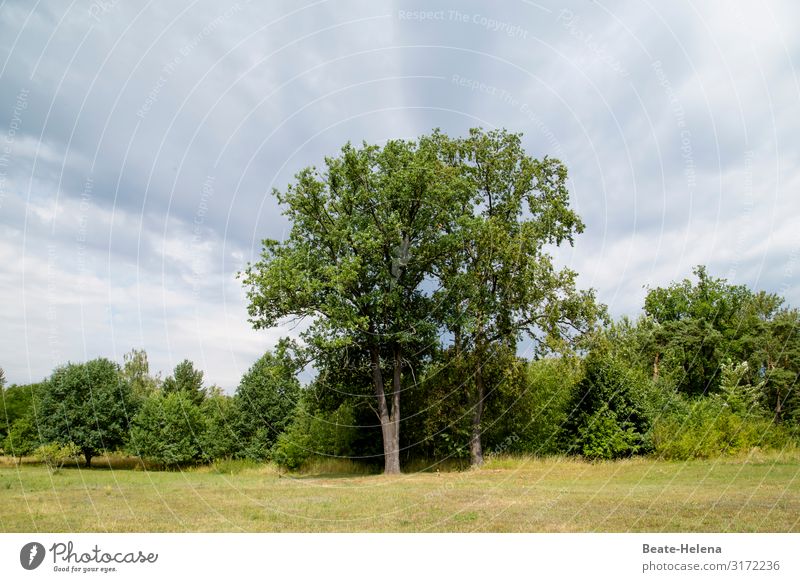 Bäume 6 Waldrand Natur Waldstimmung grün Gras Himmel Wolken Baum