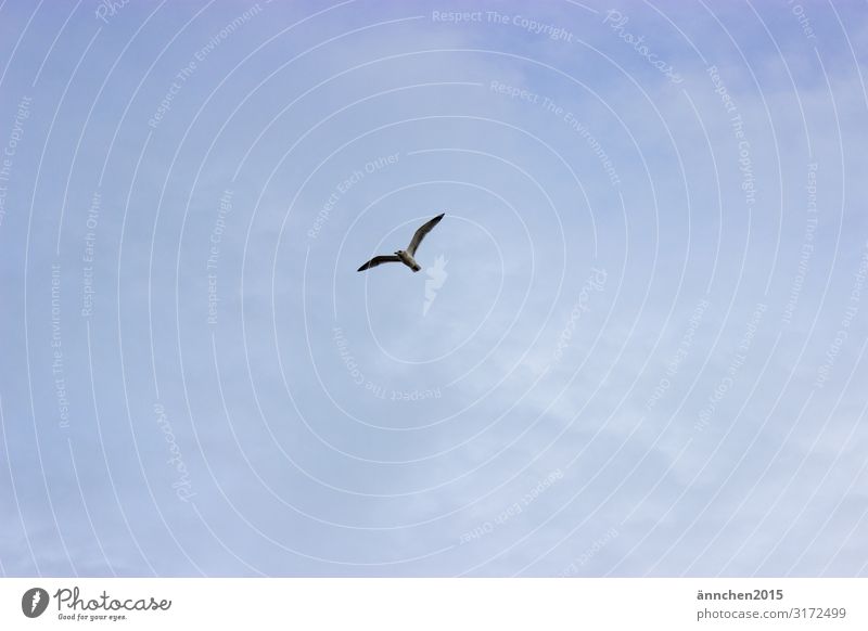 Hoch am Himmel Natur Wolken Vogel Möwe Freiheit fliegen Meer Erholung Außenaufnahme Flügel blau weiß beobachten