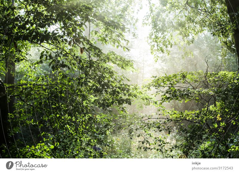 Lichtung Natur Sonne Sonnenlicht Frühling Sommer Schönes Wetter Baum Wald Mischwald Laubwald frisch hell natürlich grün Idylle Waldlichtung durchscheinend Luft