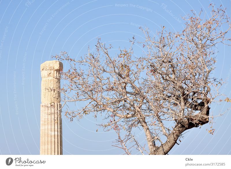 übrig Kunst Kunstwerk Architektur Kultur Antike Umwelt Wolkenloser Himmel Pflanze Baum Lindos Griechenland Ruine Bauwerk Säule Sehenswürdigkeit