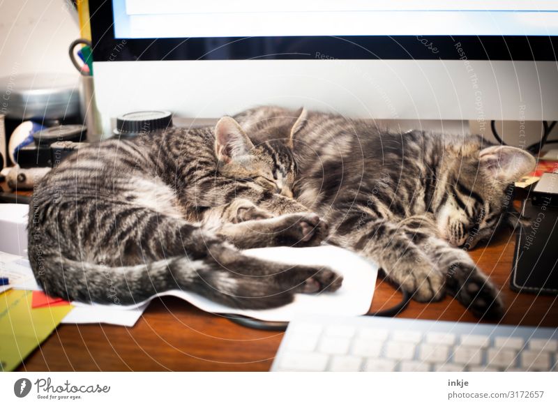 Bei der Arbeit sollst Du ruhn Lifestyle Häusliches Leben Wohnung Büroarbeit Computer Tastatur Haustier Katze 2 Tier Tierpaar Tierjunges Schreibtisch liegen