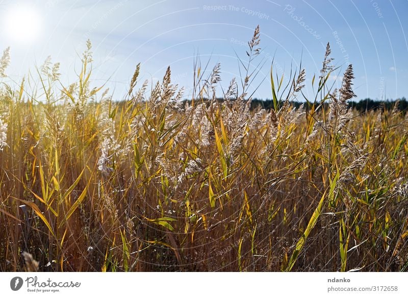 trockene Schilfhalme am Teich Sommer Sonne Umwelt Natur Landschaft Pflanze Himmel Herbst Gras Blatt Wiese See Wachstum natürlich wild braun gelb gold grün Ast